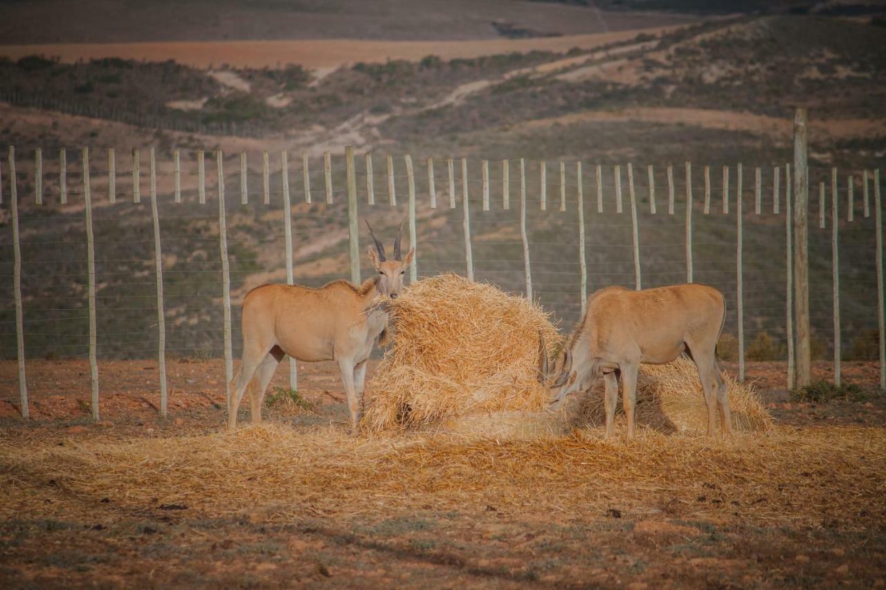 Hotel Melk Houte Bosch Guest Farm Swellendam Esterno foto